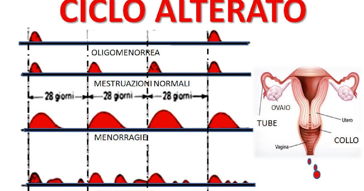 Ciclo Mestruale