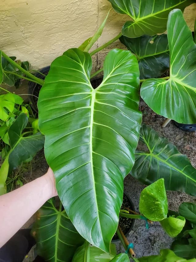 How to Grow and Care for Philodendron Bernardopazii