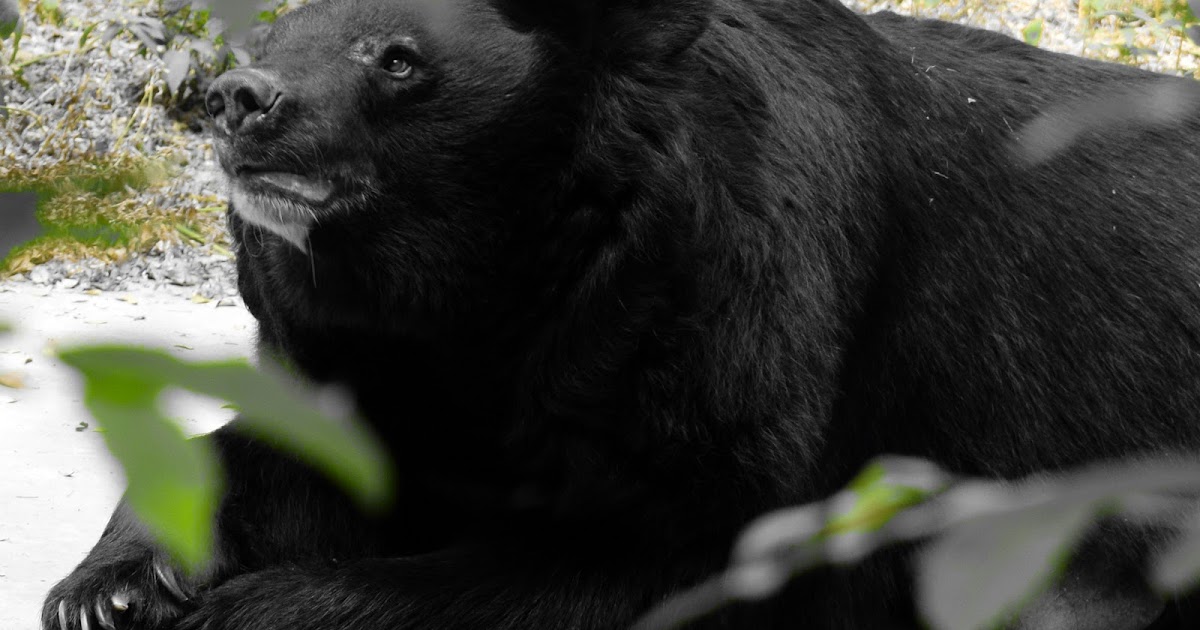 L'URLO: Giappone, orso entra in un supermercato e ferisce dipendente