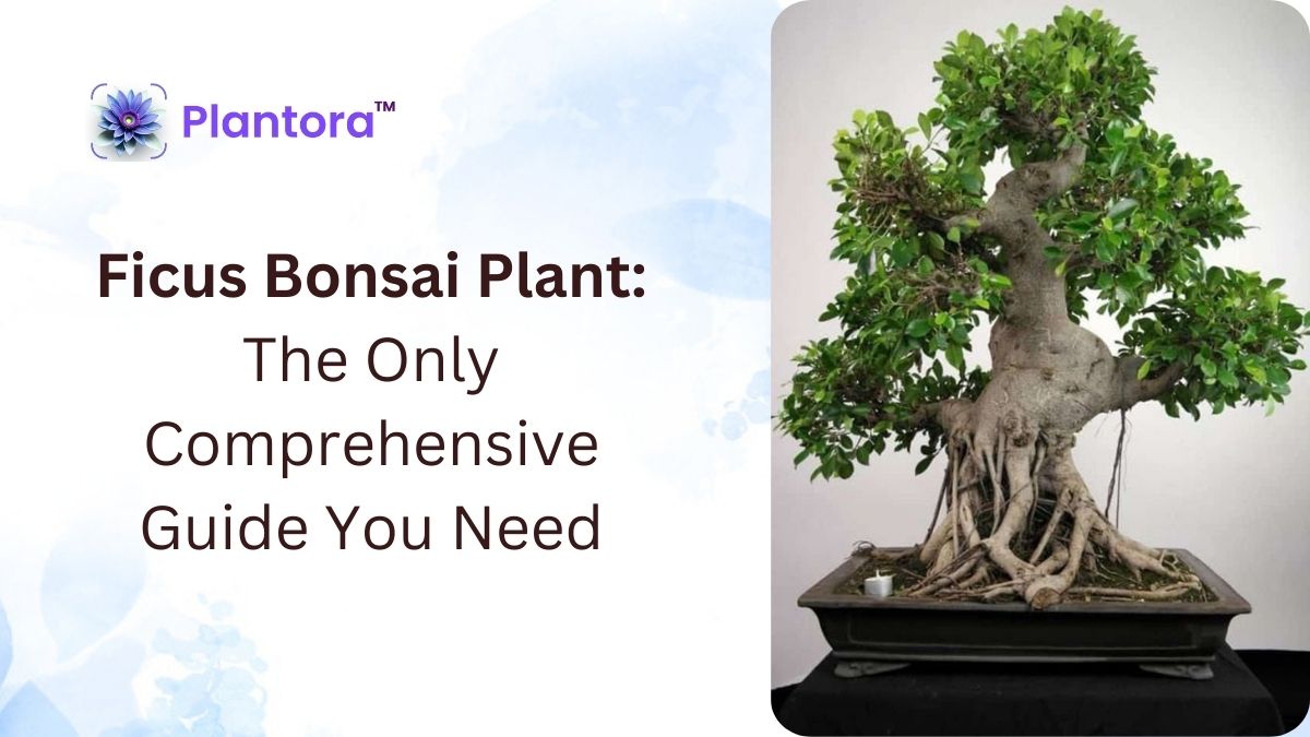 Ficus Bonsai Plant: The Only Comprehensive Guide You Need - Plantora