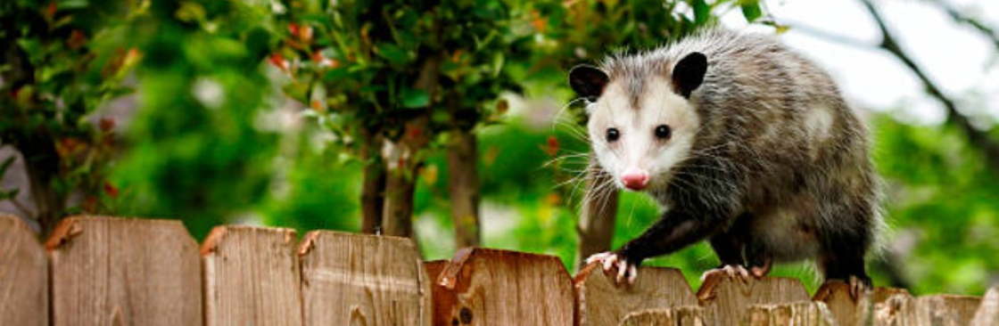 Possum Removal Melbourne